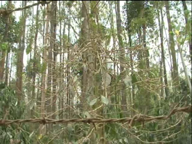 ಸುಡು ಬಿಸಿಲಿನಿಂದ ತತ್ತರಿಸಿದ ಮಲೆನಾಡು